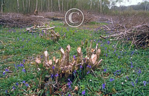 Coppiced Hazel DM0426